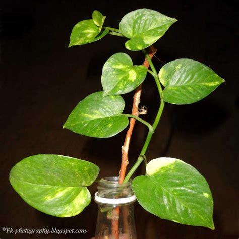 MoneyPlant .